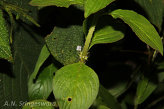 Spermacoce latifolia